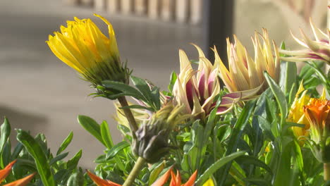 colorful gazania flowers in bloom