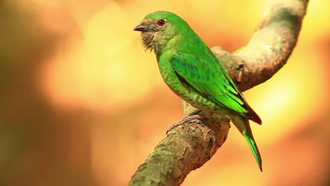 encantador dacnis verde con cuello hinchado estrecho extremo