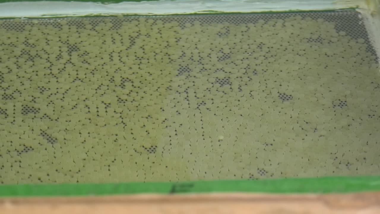 closeup of fish eggs in sink in fishing hatchery, worker closes cover