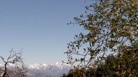 Vista-Panorámica-Derecha-Del-Bosque-Nacional-Angeles-Cubierto-De-Nieve