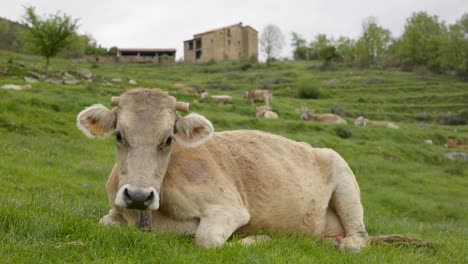 troupeau de bovins se reposant dans les pâturages de catalogne espagne