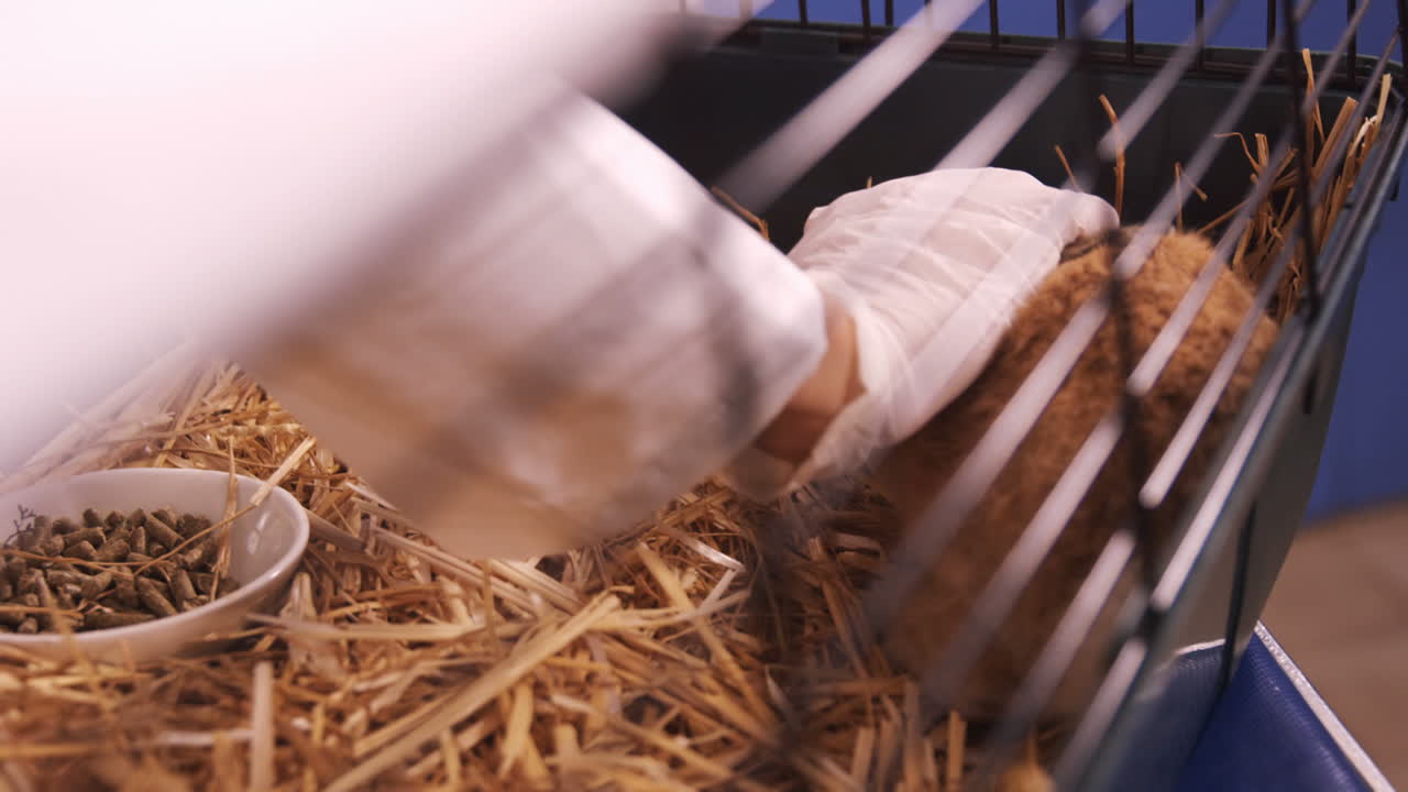 수의사가 토끼를 만지고 있습니다.