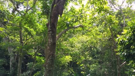 aerial views amidst the dense forest in santa marta, colombia