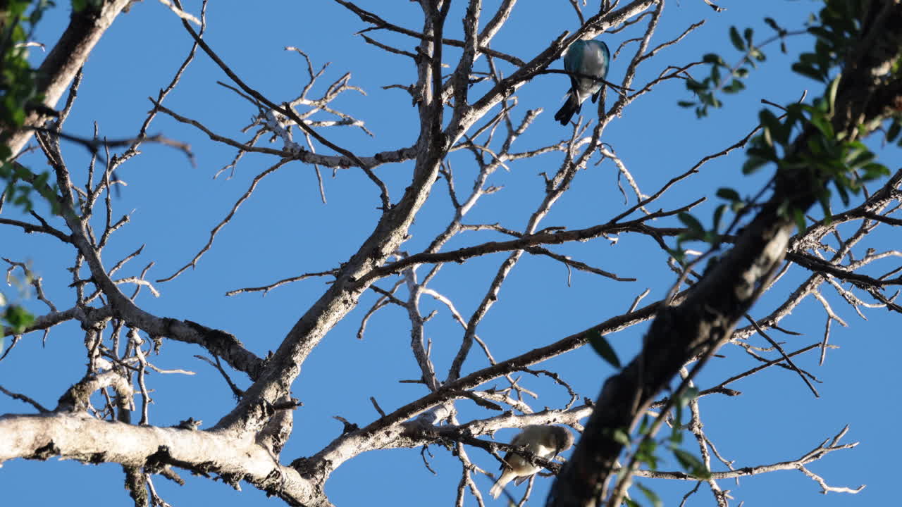 Pássaro canoro colorido da floresta tropical limpando as penas na floresta tropical, Dacnis-de-cara-preta