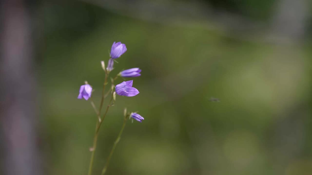 Nærbillede af lilla klokkeblomster