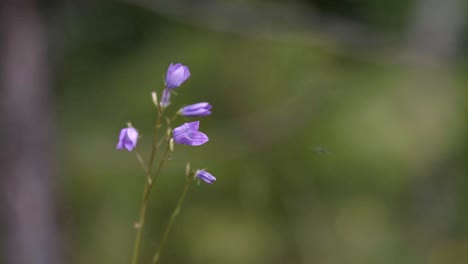 close-up of purple bellflowers