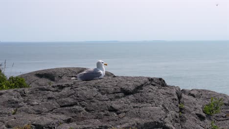 a high angle view of the ocean waves on the rocky shore along the coast of maine with a seagull perched on a cliff.