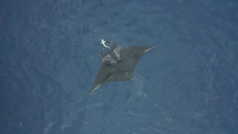 Antena-Arriba-Hacia-Abajo-Ascendente-De-Manta-Ray-En-La-Superficie-Del-Océano-Con-Remora