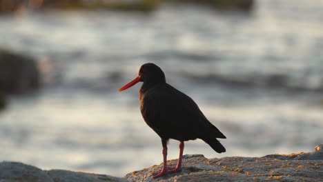 Ein-Austernfischervogel-In-Neuseeland-Am-Frühen-Morgen