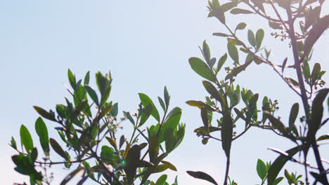Olive-Tree-branches-against-a-bright-sky-with-leaves-blowing-in-the-summer-breeze