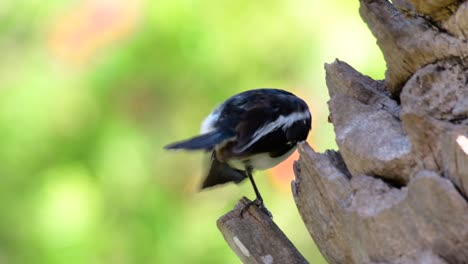 La-Urraca-robin-Oriental-Es-Un-Ave-Paseriforme-Muy-Común-En-Tailandia-En-La-Que-Se-Puede-Ver-En-Cualquier-Lugar