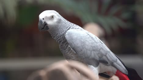 inteligente loro gris africano del congo, psittacus erithacus posado en la rama contra el fondo borroso del bokeh, moviendo la cabeza para expresar su felicidad, primer plano