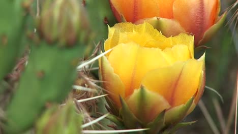 Primer-Plano-De-Un-Cactus-Del-Desierto-En-Flor-En-El-Parque-Nacional-De-Zion-1