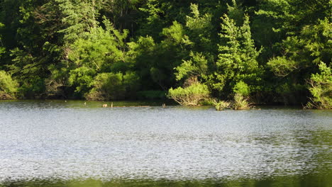 the lake shore lined with trees in the beautiful wilderness