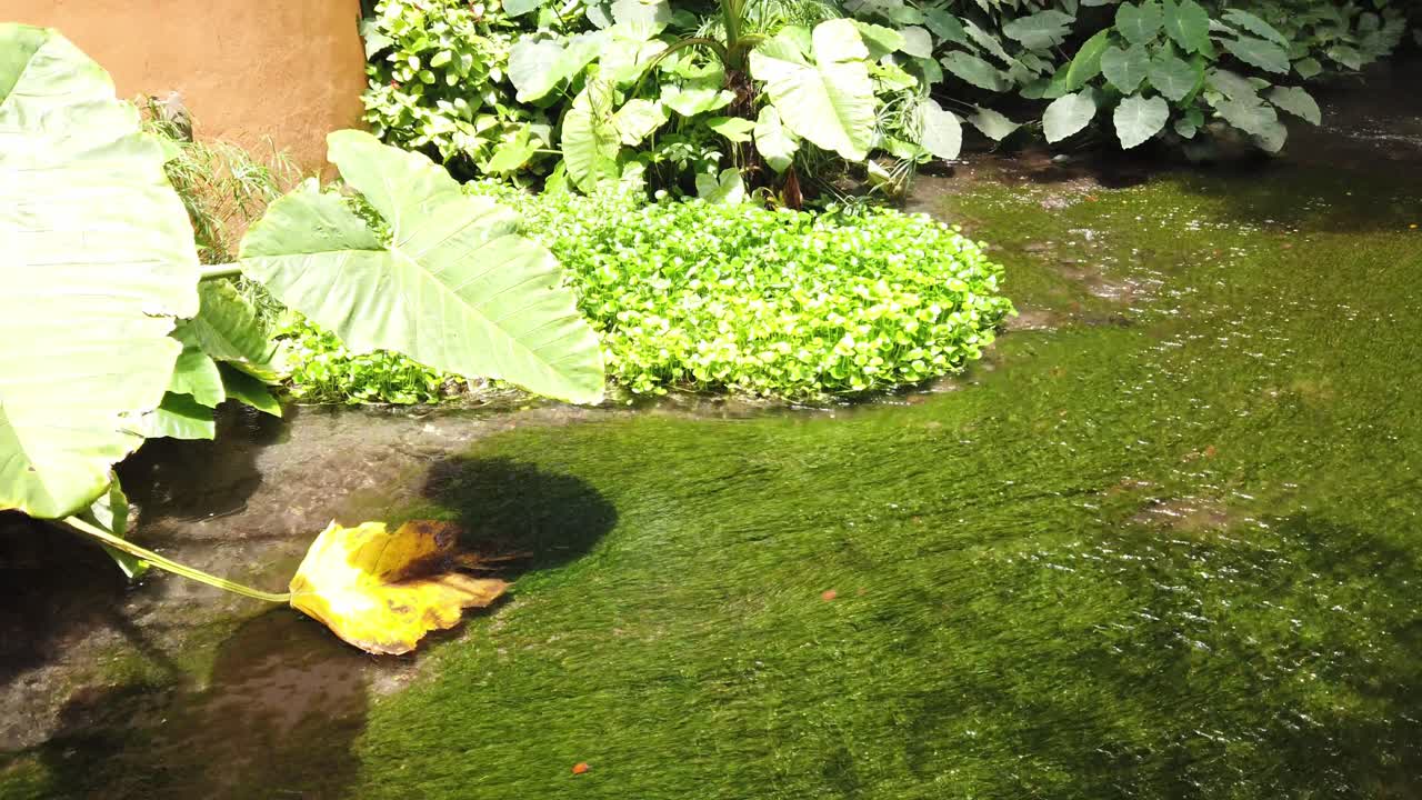 The camera ascends over a clear stream covered in vibrant green aquatic plants, surrounded by lush tropical vegetation