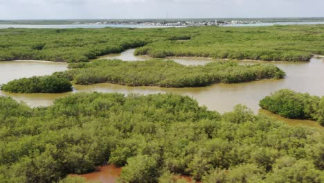 drone footage mangrove tree forest and river mangrove landscape