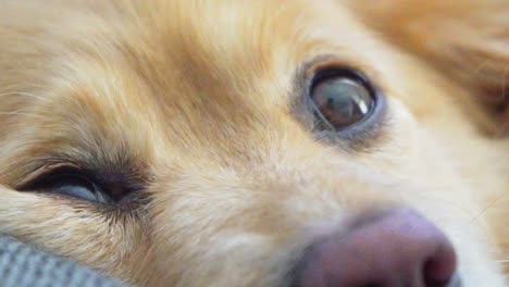 close up shot on dog's face