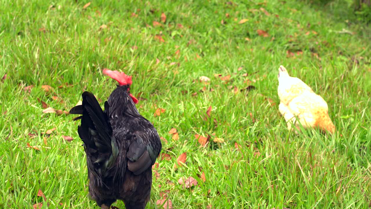 gallo y gallina en granja