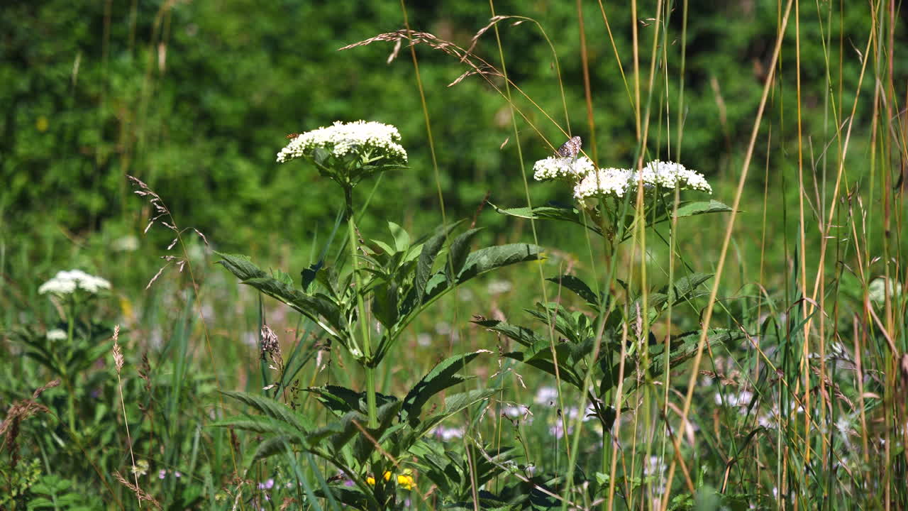 una mosca y una mariposa en la misma flor