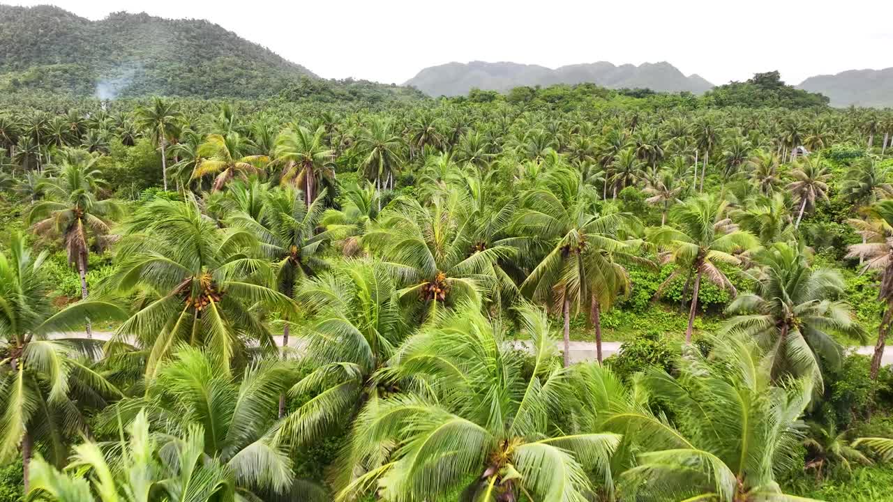 Aerial close up over palm trees, coconut plantation, rainforest. Siargao, Philippines.