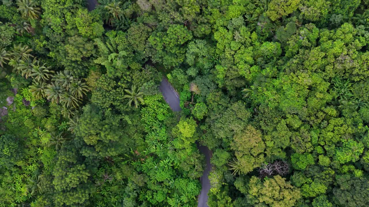 drone vertical filmado detrás de un scooter conduciendo en una carretera curva en el bosque tópico en las montañas con palmeras verdes y árboles en 4k en la isla de phuket