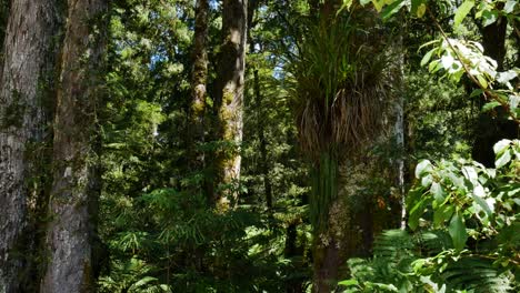 Close-up-dolly-shot-of-dense-forest-conservation-park-with-species-plants-during-summer-day---Whirinaki-Conservation-Park,New-Zealand