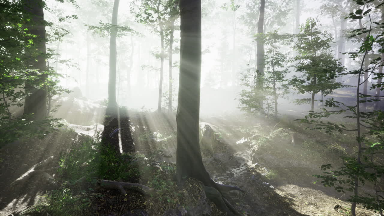 Sunlight beams dance through a serene forest with misty trees