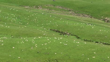 hundreds of sheep in a green field in new zealand