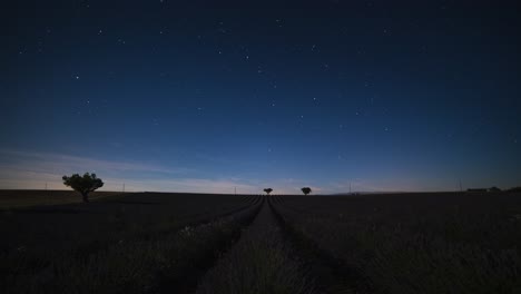 night time lapse of a lavender field in france