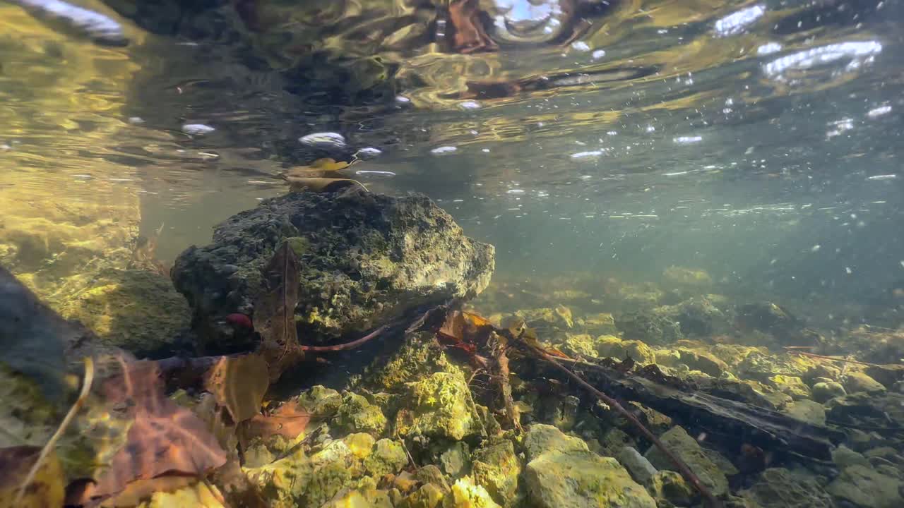 fotografía submarina de un arroyo poco profundo en otoño. saaremaa, estonia.