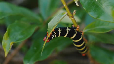 Karibischer-Frangipani-Wurm-Befällt-Die-Pflanzen-In-Grenada