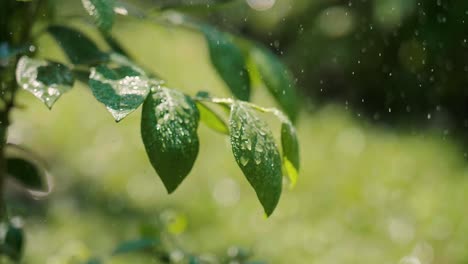 Primer-Plano-De-La-Planta-Bajo-La-Lluvia