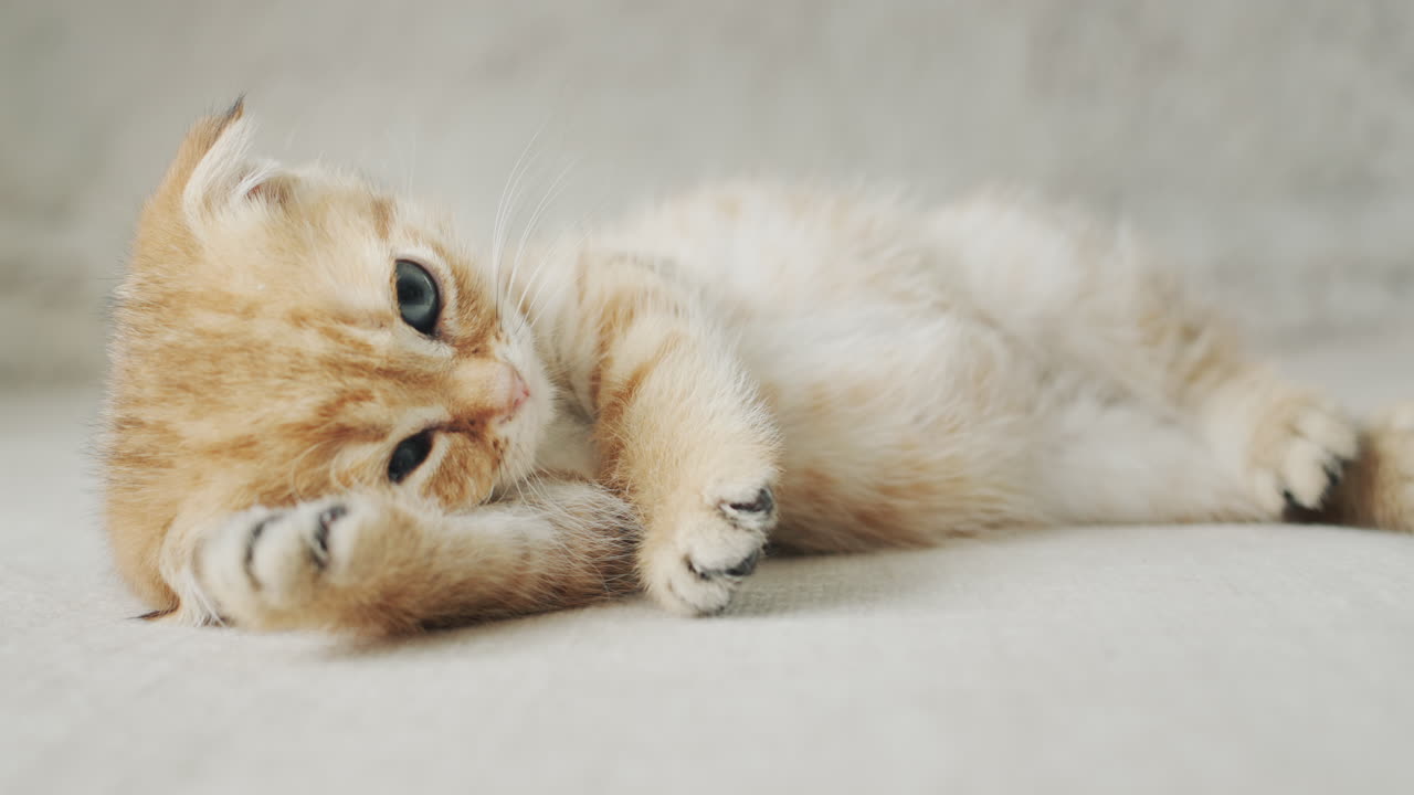 Cute little kitten is resting on the bed, put his paw under his head