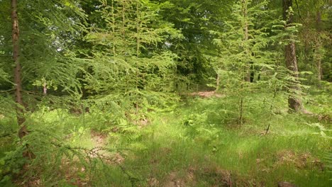 Movement-between-the-young-firs-in-the-forest