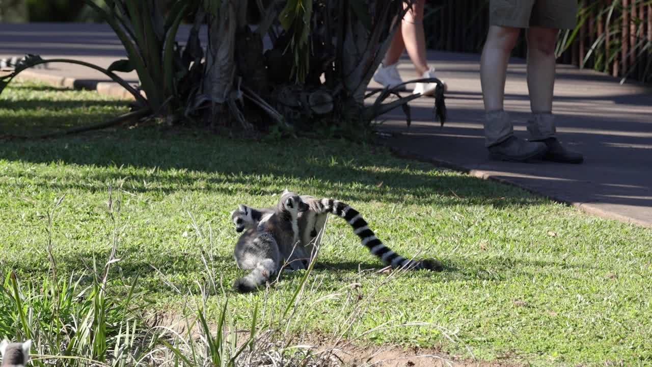 dos lémures se limpian el uno al otro.