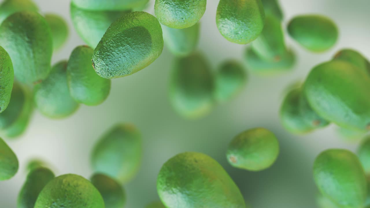 신선한 아보카도 과일 루프 가능한 배경 느린 동작 4k