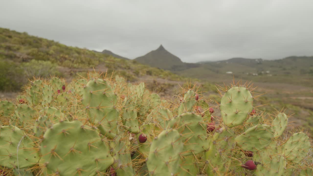 campo de montaña seco de tenerife con planta de pera espinosa con frutos maduros que crecen en primavera, islas canarias, españa