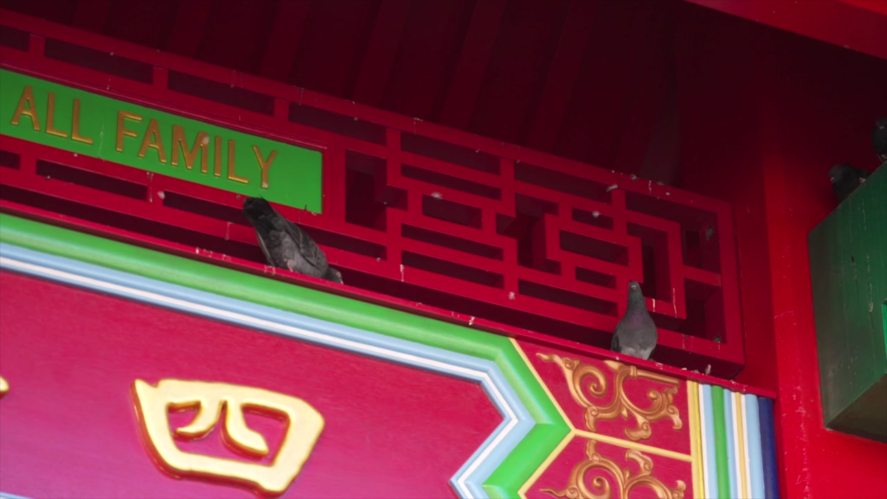 Handheld upward-angled shot of pigeons perched along red temple beams beneath a green sign reading “All Family,” filmed in daylight.