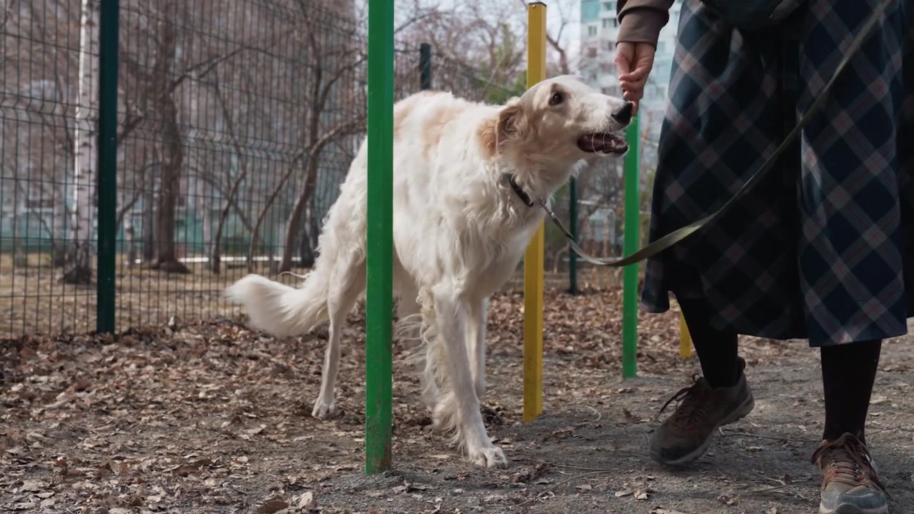 Donna porta a spasso un cane bianco al guinzaglio attraverso un'area esterna recintata con foglie cadute e edifici sullo sfondo. La scena mostra un'interazione naturale tra umano e animale domestico, concentrandosi sul loro movimento.