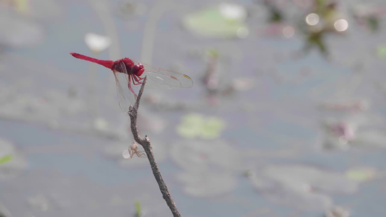 Red Dragonfly Resting On A Stick By The Water As Another Dragonfly Flies By. Close Up Slow Motion
