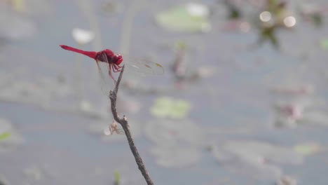 red dragonfly resting on a stick by the water as another dragonfly flies by. close up slow motion