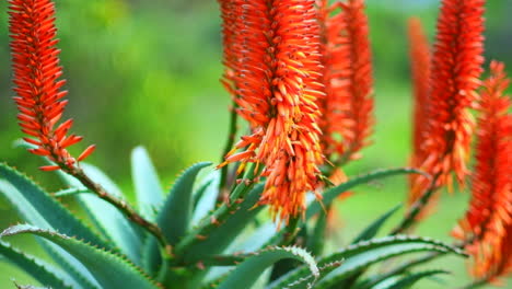 Pretty-orange-flowers-and-green-medicinal-leaves-of-Aloe-Vera-plant,-closeup