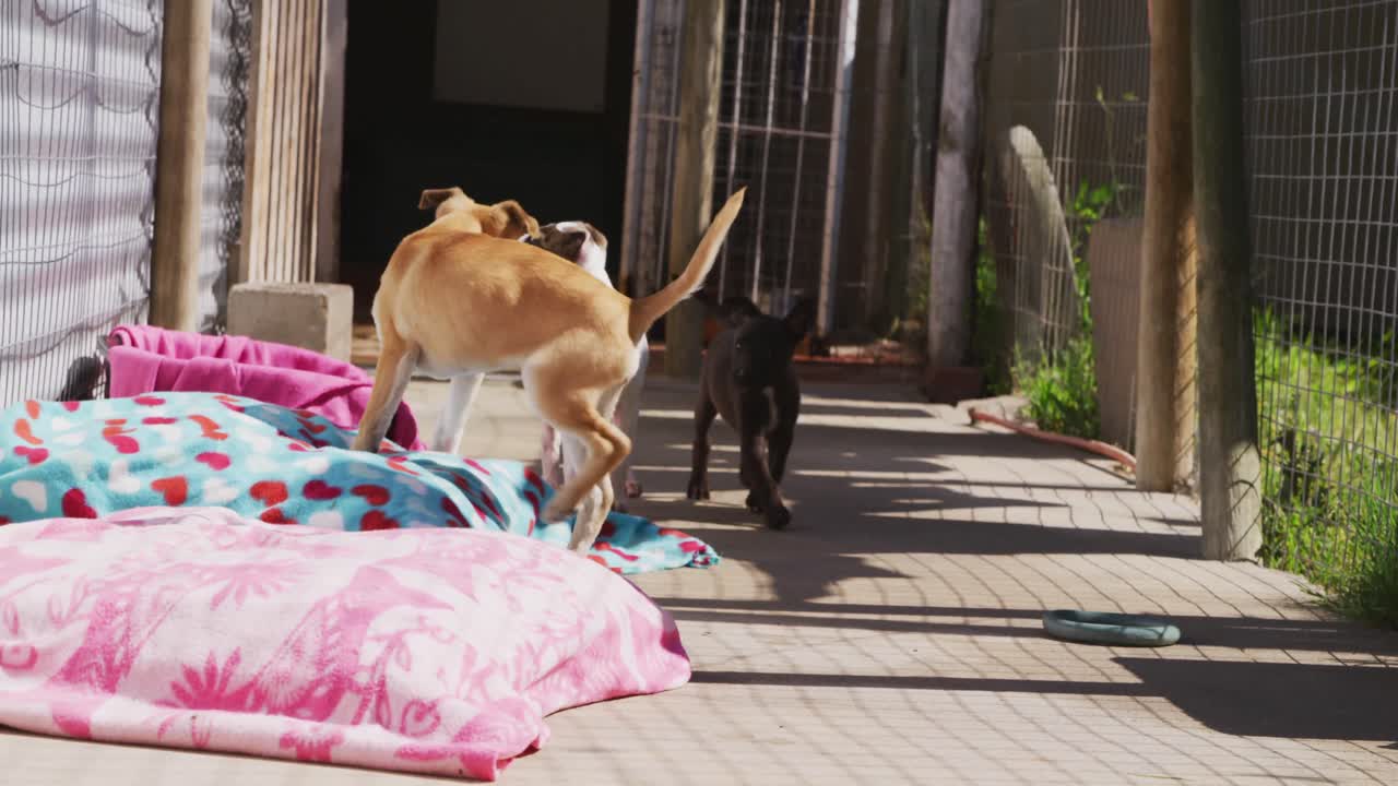 피난처 에 있는 개 들