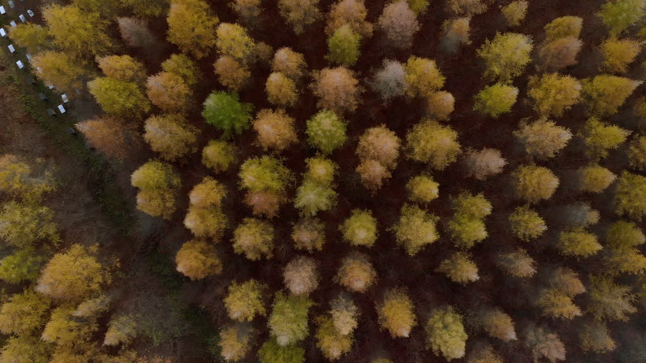 Aerial View of an Autumn Forest