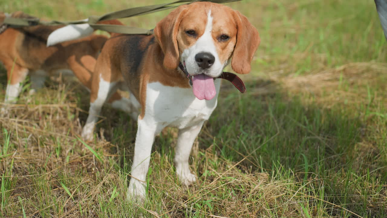dos beagles con correa de pie en un campo cubierto de hierba, un perro mirando hacia otro lado, el otro mirando pensativo con la lengua fuera, la sombra proyectada en la hierba, el entorno al aire libre vibrante
