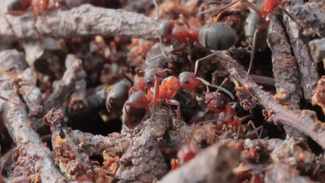 Primer-Plano-De-Hormiga-En-La-Naturaleza.