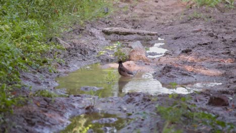 common-myna-taking-bath