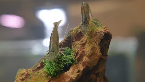 disparo de cerca de dos camarones grises amarillos comiendo plantas acuáticas en la roca bajo el agua dentro del acuario