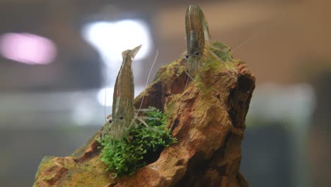 close up shot of two yellow grey shrimps eating water plants on rock underwater inside aquarium