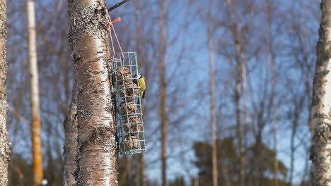 Extreme-slow-motion-view-of-an-Eurasian-blue-tit-eating-seeds-and-flying-away